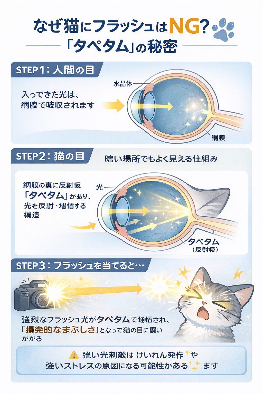 猫の目とフラッシュの関係（タペタムの構造）